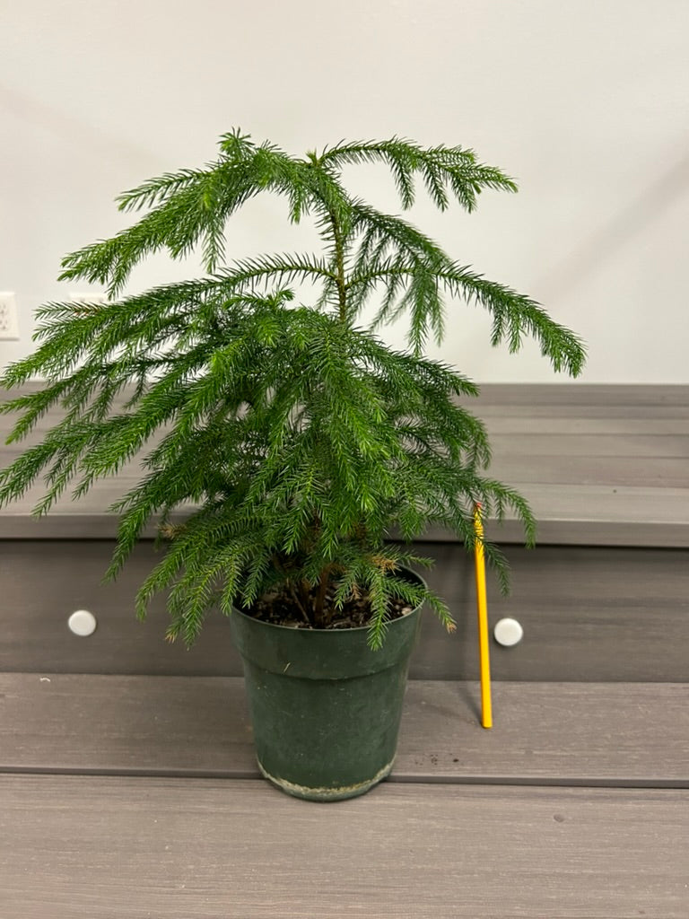 Norfolk Island Pine