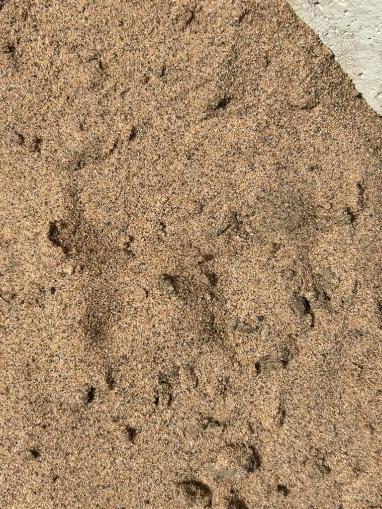 Mason Sand