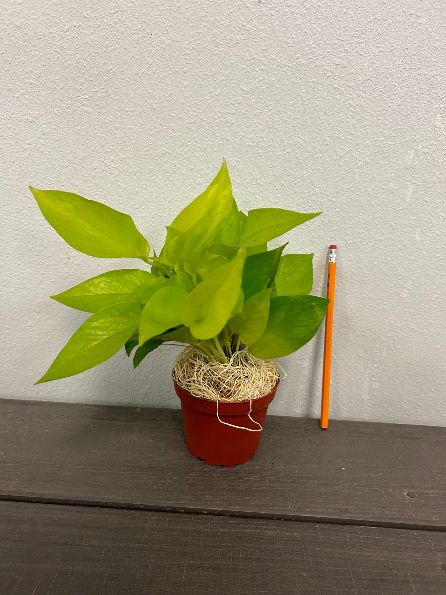 Pothos 'Neon'