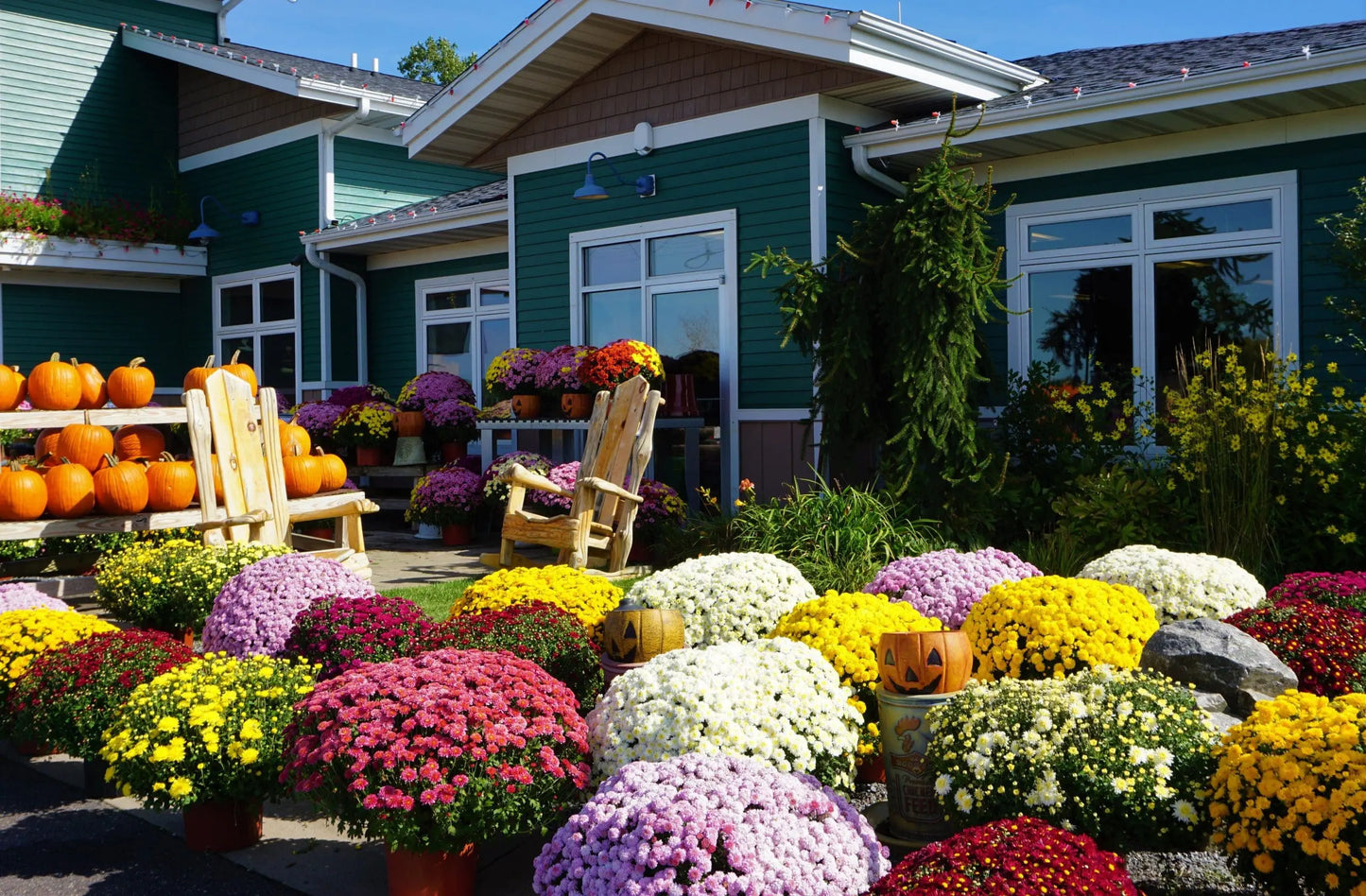 Fall Annual Mums