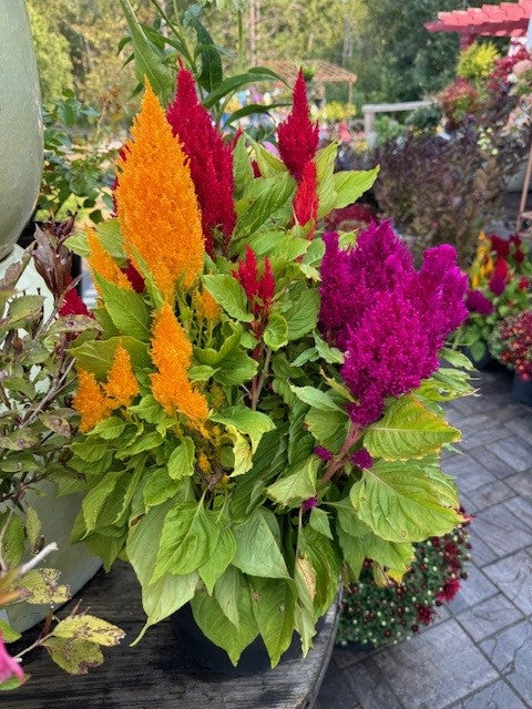 Celosia